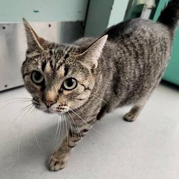 Nana -  Domestic Short Hair Cat for Adoption in Lakewood, Colorado - Nana | PetCurious