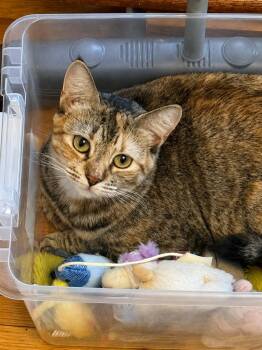 Maple Sweet, Spunky & Loving -  Domestic Short Hair Cat for Adoption in Bloomfield, New Jersey - Maple Sweet, Spunky & Loving | PetCurious