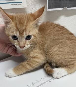 Domestic Short Hair Cats Available for Adoption in Sacramento, California - Weasley  | PetCurious