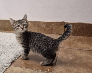 Rescue Domestic Short Hair Cats for Adoption in South Bend, Indiana - Winnebago | PetCurious