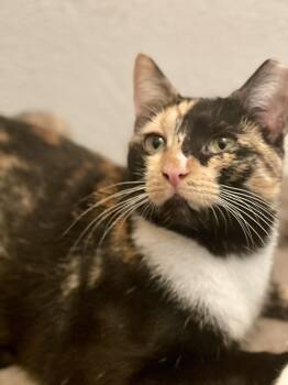 Rescue Calico Cats for Adoption in Houston, Texas - Connie | PetCurious