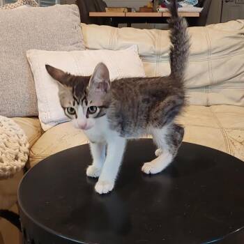The Famous Jeff Jackson -  American Shorthair Cat for Adoption in Boerne, Texas - The Famous Jeff Jackson | PetCurious