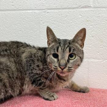 Kindle -  Domestic Short Hair Cat for Adoption in Charlottesville, Virginia - Kindle | PetCurious