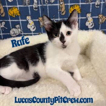 Rescue American Shorthair and Domestic Short Hair Cats for Adoption in Toledo, Ohio - Rafe | PetCurious