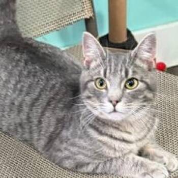 Domestic Short Hair Cats Available for Adoption - Bentley | PetCurious