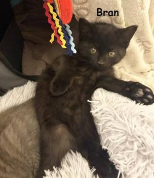 Bombay and Domestic Short Hair Cats Available for Adoption - Bran Bonded With Robb Stark AVO | PetCurious
