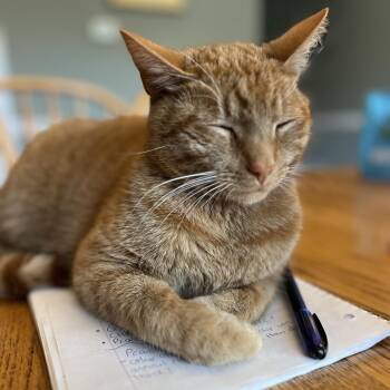 Domestic Short Hair Cats Available for Adoption - Doc | PetCurious