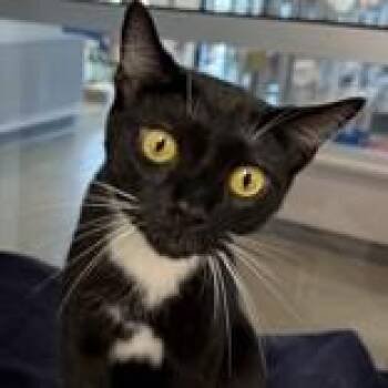 Luna -  Domestic Short Hair Cat for Adoption in Hilliard, Ohio - Luna | PetCurious
