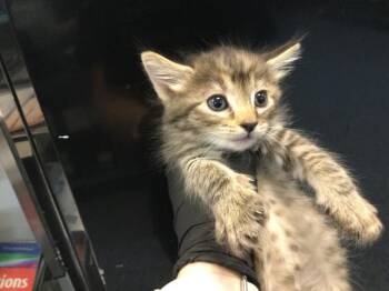 A1919143 -  Domestic Short Hair Cat for Adoption in Thousand Palms, California - A1919143 | PetCurious