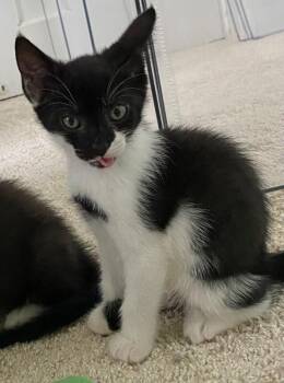 Penelope -  Domestic Short Hair Cat for Adoption - Penelope | PetCurious