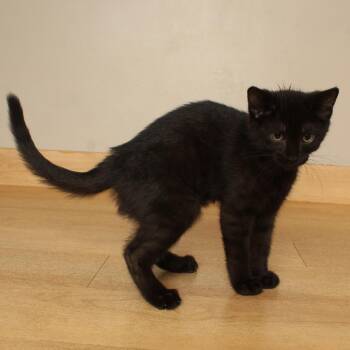 Cloudy C70764 -  Domestic Short Hair Cat for Adoption in Minnetonka, Minnesota - Cloudy C70764 | PetCurious