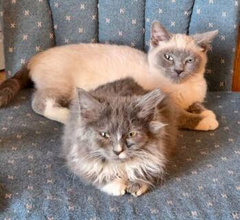 Domestic Short Hair and Domestic Long Hair Cats Available for Adoption - Julie & Sam | PetCurious