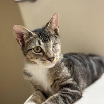 Willow. -  Domestic Short Hair Cat for Adoption in Tampa, Florida - Willow. | PetCurious