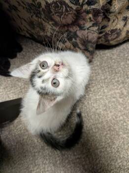 Rescue Domestic Short Hair Cats for Adoption - Hex | PetCurious