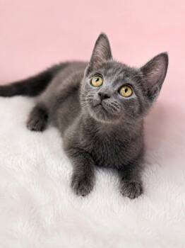 Bernadette -  Russian Blue and Domestic Short Hair Cat for Adoption in Columbia, South Carolina - Bernadette | PetCurious