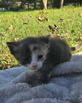 Rescue Domestic Medium Hair Cats for Adoption in Lynchburg, Tennessee - Chow Mein | PetCurious