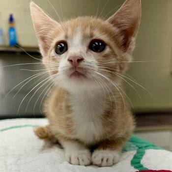 Whip 26-09-031 -  Domestic Short Hair Cat for Adoption in Bastrop, Texas - Whip 26-09-031 | PetCurious