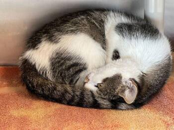 Rescue Tabby and Domestic Short Hair Cats for Adoption in Driggs, Idaho - Halsey | PetCurious