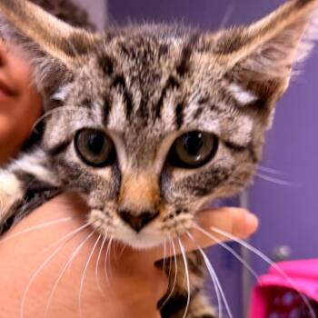 Hazelnut -  Domestic Short Hair Cat for Adoption in Newark, New Jersey - Hazelnut | PetCurious