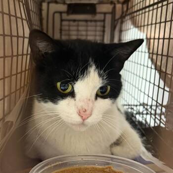 Fish -  Domestic Short Hair Cat for Adoption in Philadelphia, Pennsylvania - Fish | PetCurious