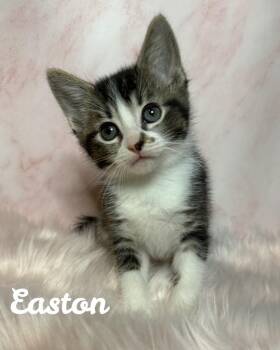 Domestic Short Hair Cats Available for Adoption - Easton | PetCurious
