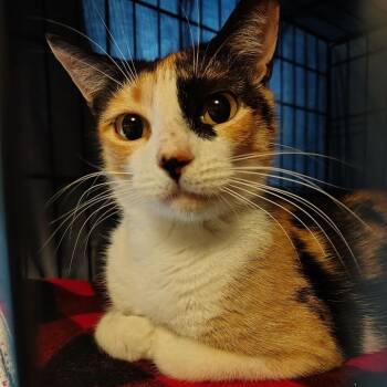 Mama Hyatt -  Domestic Short Hair Cat for Adoption in Titusville, Florida - Mama Hyatt | PetCurious