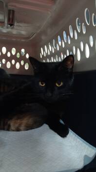 Rescue Domestic Short Hair Cats for Adoption in New Cumberland, West Virginia - Mary | PetCurious