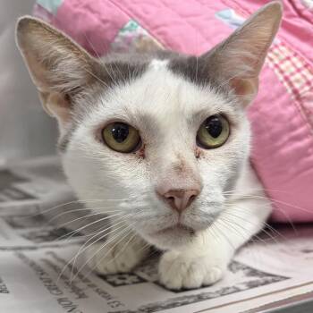 Buster KCAC -  Domestic Short Hair Cat for Adoption in Kerrville, Texas - Buster KCAC | PetCurious