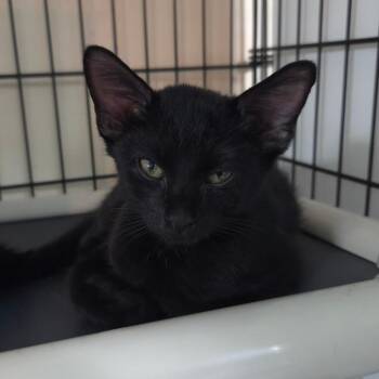 Windsor -  Domestic Short Hair Cat for Adoption in Jessup, Maryland - Windsor | PetCurious