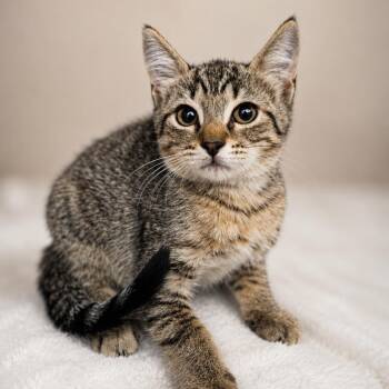 Lily -  Domestic Short Hair Cat for Adoption in Sarasota, Florida - Lily | PetCurious