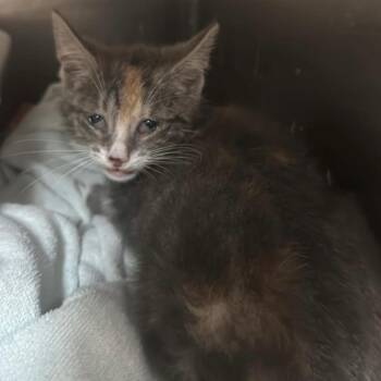 Pennywise -  Domestic Short Hair Cat for Adoption in Enterprise, Alabama - Pennywise | PetCurious