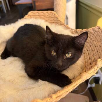 Van Gogh -  Domestic Short Hair Cat for Adoption in Bloomington, Illinois - Van Gogh | PetCurious