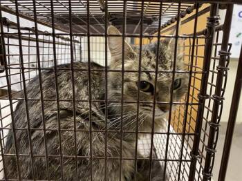 Domestic Long Hair Cats Available for Adoption in Modesto, California - A609884 | PetCurious