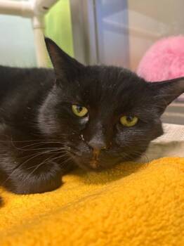 Rescue Domestic Short Hair Cats for Adoption in Knoxville, Tennessee - Griswold | PetCurious