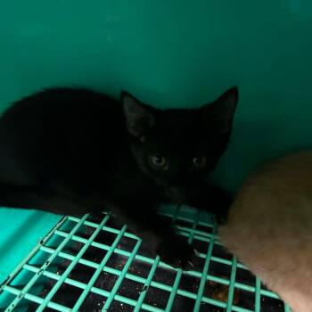 Domestic Short Hair Cats Available for Adoption in Madill, Oklahoma - Orion | PetCurious