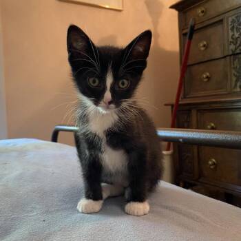 Tux -  Domestic Short Hair Cat for Adoption in Candler, North Carolina - Tux | PetCurious