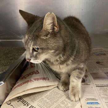 Emma -  Domestic Short Hair Cat for Adoption in Monroe, Louisiana - Emma | PetCurious
