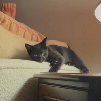 Hannah -  Domestic Short Hair Cat for Adoption in Puslinch, Ontario - Hannah | PetCurious
