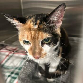 Sassy -  Domestic Short Hair Cat for Adoption in Carlyle, Illinois - Sassy | PetCurious