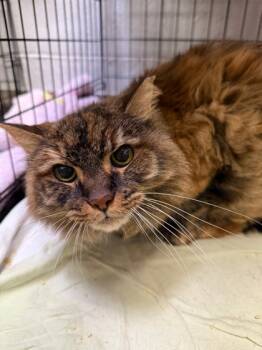 Rescue Domestic Long Hair and Domestic Short Hair Cats for Adoption in West Chester, Pennsylvania - Harrvie | PetCurious