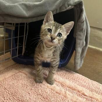 Domestic Medium Hair Cats Available for Adoption in Walnut Creek, California - Sanji | PetCurious