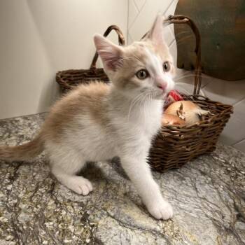 Domestic Short Hair Cats Available for Adoption in Overland Park, Kansas - Fyra (fee-rah) | PetCurious