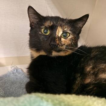 Alani -  Domestic Short Hair Cat for Adoption in Redwood City, California - Alani | PetCurious