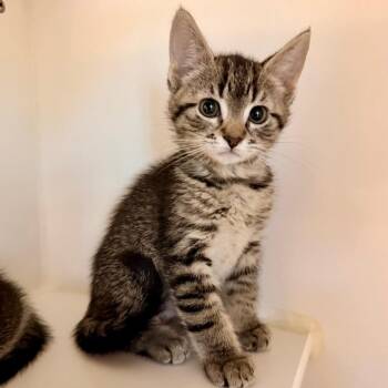 Domestic Short Hair Cats Available for Adoption in Phoenix, Arizona - Chella | PetCurious