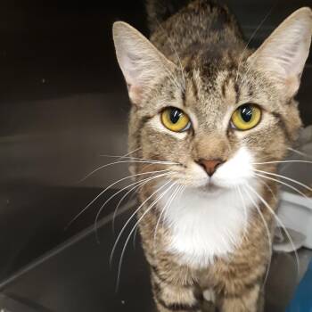 Himari -  Domestic Short Hair Cat for Adoption in Spokane, Washington - Himari | PetCurious