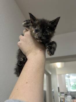 Domestic Medium Hair and Domestic Short Hair Cats Available for Adoption in Oakdale, California - Tempurra | PetCurious