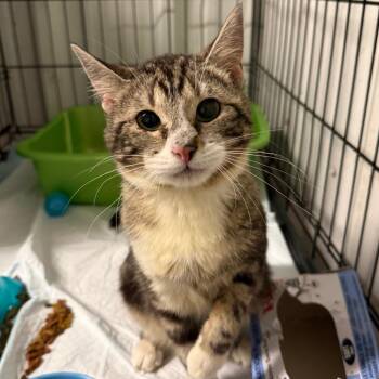 Domestic Short Hair Cats Available for Adoption in Stephenville, Texas - Twilight | PetCurious