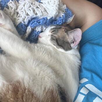 Winnie -  Domestic Short Hair Cat for Adoption in Escondido, California - Winnie | PetCurious