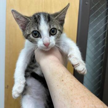 Hot Sauce -  Domestic Short Hair Cat for Adoption in Columbiana, Alabama - Hot Sauce | PetCurious