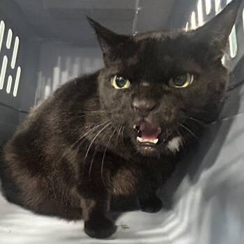 Nene -  Domestic Short Hair Cat for Adoption in Newark, New Jersey - Nene | PetCurious